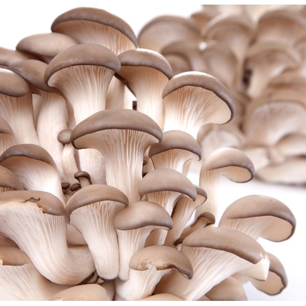 ostreatus-columbinus-mushroom-03-600x600